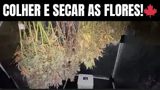 COLHER E SECAR as flores 