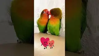 Two Lovebirds, One Calm Moment 🦜💞 | Preening #ASMR #BirdASMR #LovebirdASMR #Preening #CoupleGoals