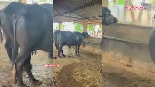 83085 75940 గేదెలు మహారాష్ట్ర buffalo for sale maharastra बैंस महाराष्ट्र विक्री अहे