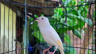 White Canary Bird Singing Master ‼️ Belgian Canary Bird