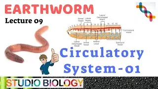 Class 11-Zoology Lectures-Discuss about the Circulatory system in Earthworm with Diagram-2.09