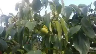 Growing Persimmon/Sharon Fruit in the UK