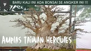 WOW !!! ANGKER BONSAI AMPLAS TAIWAN 