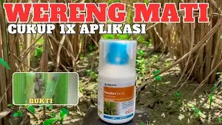 Pexalon 106 sc insecticide, the most effective insecticide to eradicate brown planthoppers in rice.
