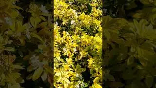 Ultimate Relaxation Moment : Calm Your Mind in Seconds #relaxation #relaxing #meditation