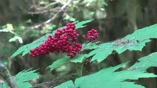 Oplopanax horridus, Araliaceae (devilsclub)