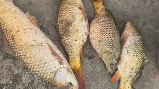 Amazing Catching Fish By Net  | Traditional Little Catching Big Fish By Hand in Mud Water