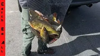 HARVESTING EXOTIC FISH for FISH FARM! Building New Pay Pond in FLORIDA!