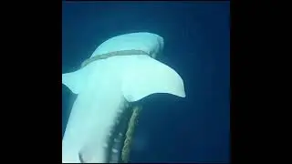 Communication with whale shark and human a beautiful moment
