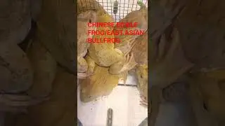 CHINESE EDIBLE FROG/EAST ASIAN BULLFROG