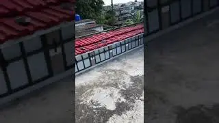 Palomiando con el Cuco