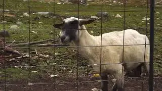 Screaming Goat Daily