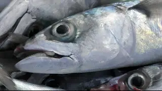 A FISH SLICE OF St IVES - CATCH OF THE DAY IS... MACKEREL