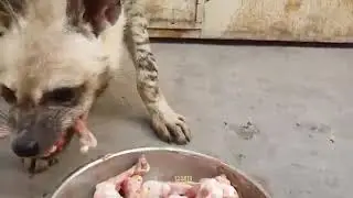 hyena eating a bones