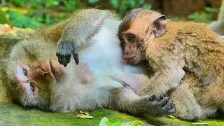 Little DEMI Trying To Hugs Mother Daisy Old Queen Request Fresh Milk,