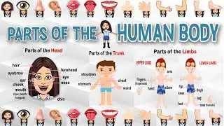 Parts of the Human Body | Kindergarten | Science | Teacher Beth Class TV