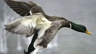 Duck Hunting SKY-BUSTING