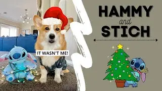 Dog STEALS Christmas Lights! #prank #disney