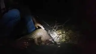 Alpana Bhartia | PFA - Ant Eater Released Video