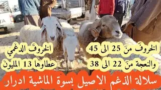 أدرار جديد أسعار سوق الماشية أدرار 🥰 الخروف ب 25