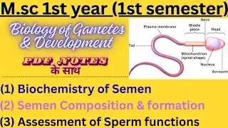 Biochemistry of Semen | Sperm Formation, Composition & Functions Explained in Hindi/ MSc/BSc Biology