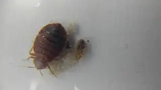 Live bedbugs in all stages Egg Nymph Adult - Frank The Pest Geek