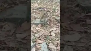 VID20240213165041monkeycambodia 8
