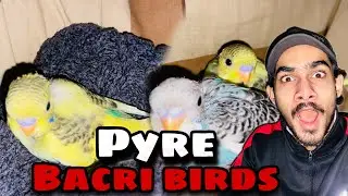 2 new birds 