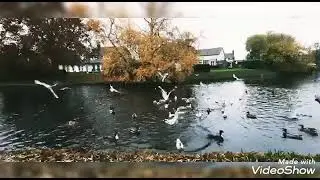 أجمل موسيقى حزينة@roshinkoro