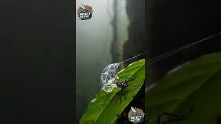 Majestic Insect Glide simple compose