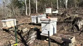 The Challenge of Beekeeping in 2026 #beekeeperslife #beginningbeekeeping