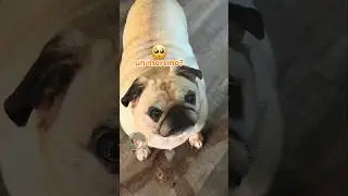🐶 Cane panzone (PARTE 18)
