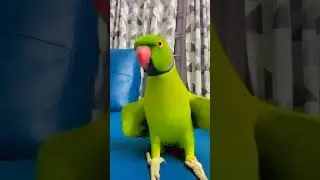 Amazing talking 🦜 parrot. Top 10 talking parrots #viral #birds #foryou #parrot
