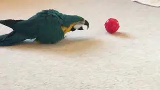 Flash Game #game #gameplay #bird #parrot #pets #play #pet #cute #animals #funny #fun #funnyvideo