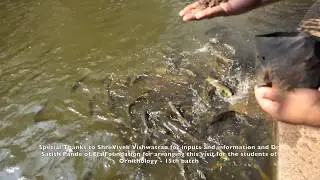 Mahseer - The fight for survival