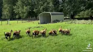 American Blackbelly sheep.