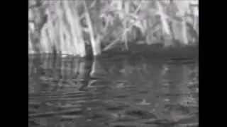 Otters, Woodford, River Nene, Northants