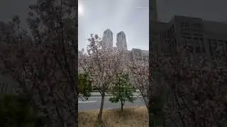 🌸Sakura & Tokyo Metropolitan Government Building🏢