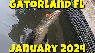 Gatorland Orlando, Florida. We Fed The Gators!