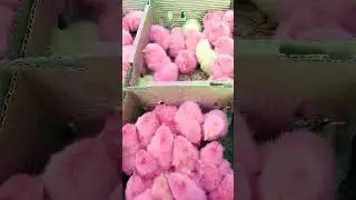 Chickens Little Colourful Chicks Real Sound Enjoy mode funny animal cheeks🐤🐥🐤video for chicks lovers