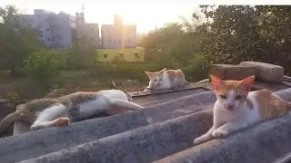 Cats wake up in the morning🌞||good morning