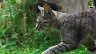 ভারতের ১০টি বিরল উষ্ণাঞ্চলের প্রাণী   Rare Warm Region Animals of India in Bengali   Animals Nature