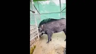 Male wild boar is stay in home. #pig #pigvideo #animals #farm