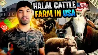 Madina Halal Farm | Nokesville,  | Virginia USA| Wakil Khan