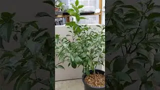 Sumo citrus/shiranui grafted onto pomelo seedling, 2 years after grafting.