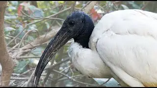 Overflowing Nests of African Sacred Ibis - nesting facts