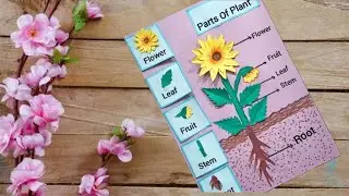 Parts Of Plants Project | Parts Of Plant Chart | Science TLM #partsofplants #scienceproject
