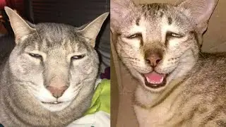 😻😂 LOL-челлендж: Посмотрите, как эти коты эпично и мило терпят неудачи! 🐈&zwj;⬛😻