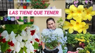 USTED LAS TIENE QUE TENER 3 PLANTAS TREPADORAS que florecen todo el año.