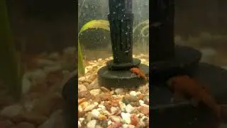 1 month baby guppy vs 1 day